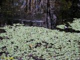 Pistia stratiotes. Заросли на поверхности пруда. Украина, г. Киев, Южная Борщаговка, пруд по ул. Булгакова. 30 октября 2012 г.