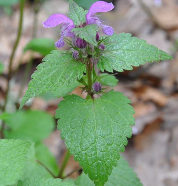 Image of Lamium maculatum specimen.