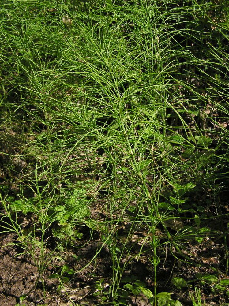 Изображение особи Equisetum pratense.