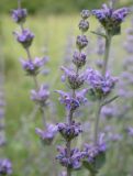 Nepeta curviflora