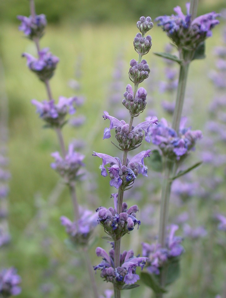 Image of Nepeta curviflora specimen.