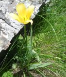 Tulipa confusa