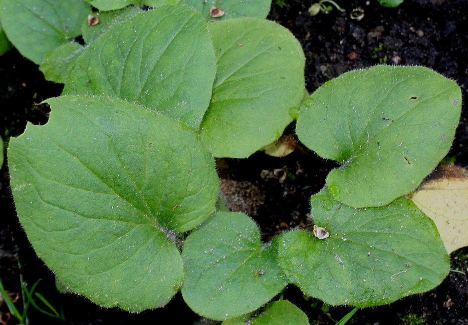 Image of Doronicum pardalianches specimen.