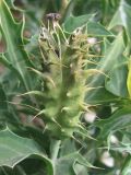 Argemone mexicana