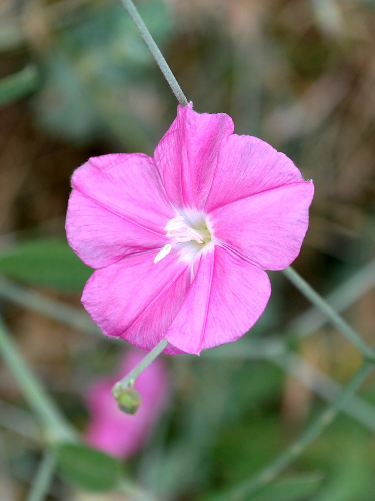 Изображение особи Convolvulus subhirsutus.