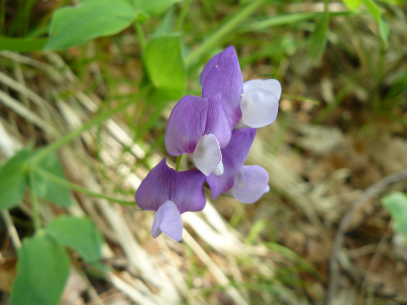 Image of Lathyrus laxiflorus specimen.
