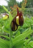 Cypripedium calceolus. Верхушка побега с бутонами. Ленинградская обл., Ломоносовский р-н, долина р. Шингарка, берег ручья, разнотравный луг на известняке. 29.05.2010.