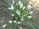 Ornithogalum trichophyllum. Расцветающее растение. Израиль, г. Беэр-Шева, рудеральное местообитание. 04.02.2013.