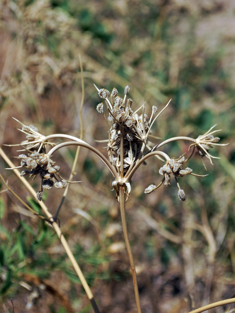 Image of Eremodaucus lehmannii specimen.