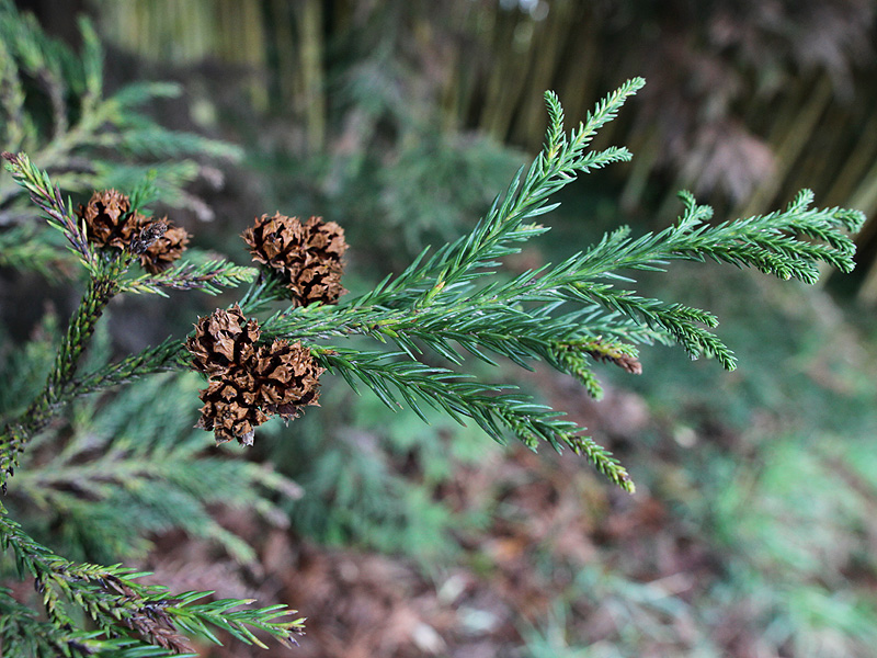 Image of Cryptomeria japonica specimen.