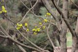 genus Acer. Часть ветви с соцветиями. Южный берег Крыма, Никитский ботанический сад. 1 апреля 2013 г.