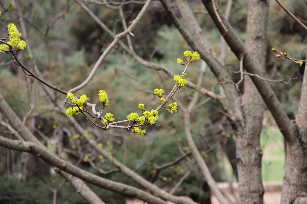 Image of genus Acer specimen.