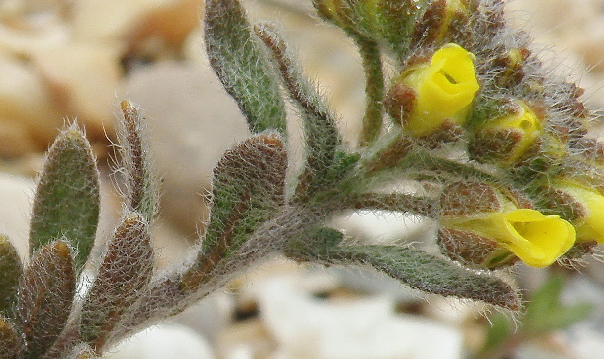 Изображение особи Alyssum simplex.