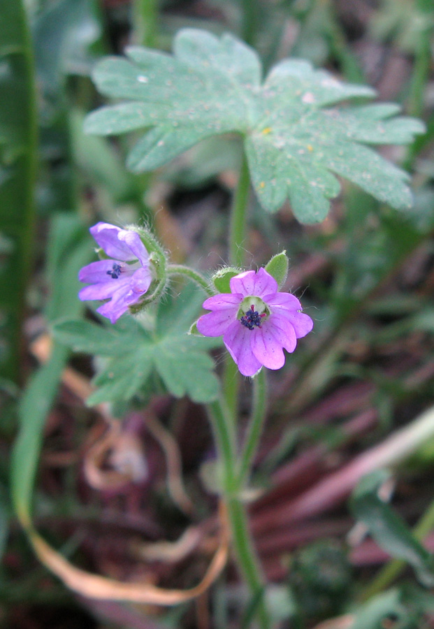Image of Geranium molle specimen.