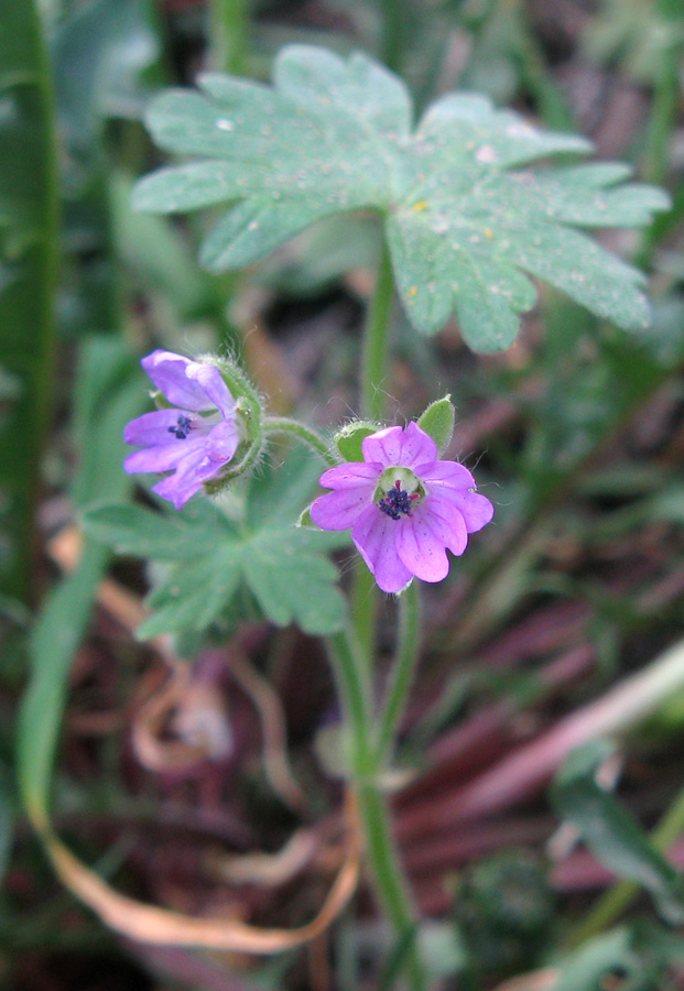 Изображение особи Geranium molle.