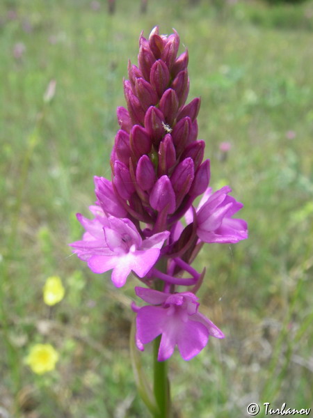 Image of Anacamptis pyramidalis specimen.
