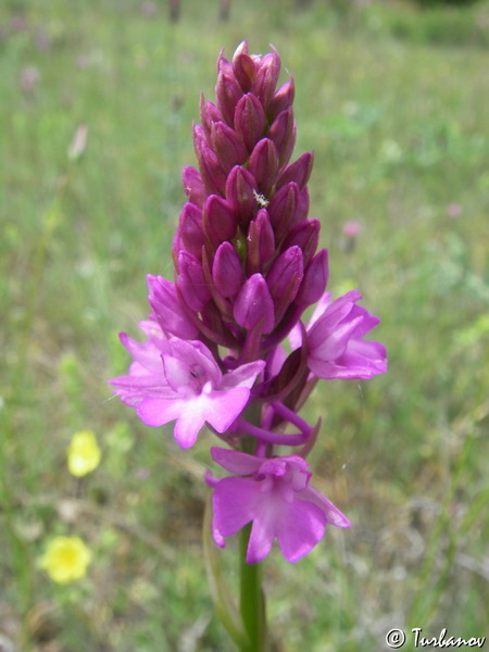 Изображение особи Anacamptis pyramidalis.