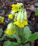 Primula macrocalyx. Соцветие. Ставропольский край, г. Кисловодск, Курортный парк верхний, лес в долине горного ручья. 11.04.2013.