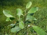 Salix caprea. Ветка с молодыми побегами. Московская обл., Лотошинский р-н, окр. дер. Савостино. 11.06.2013.