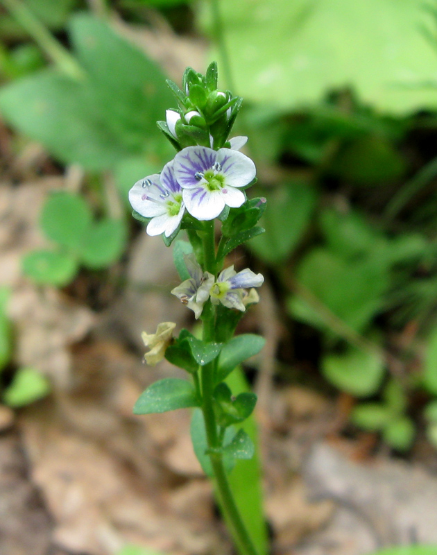 Изображение особи Veronica serpyllifolia.