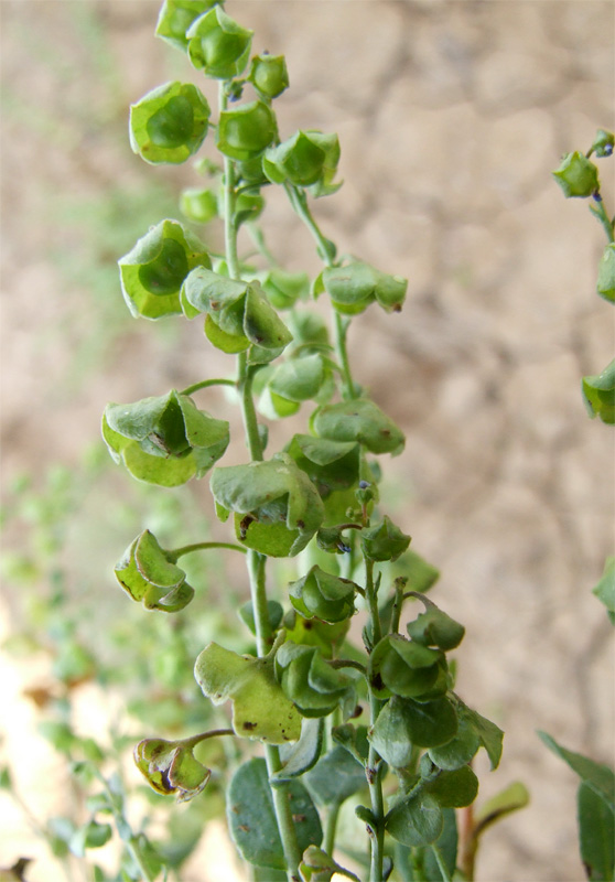 Image of Suchtelenia calycina specimen.