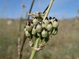 Image of taxon representative. Author is Наталия Багрикова