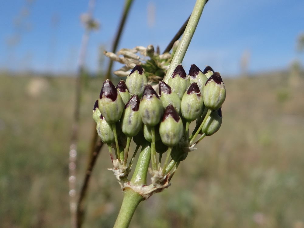 Изображение особи Silene densiflora.