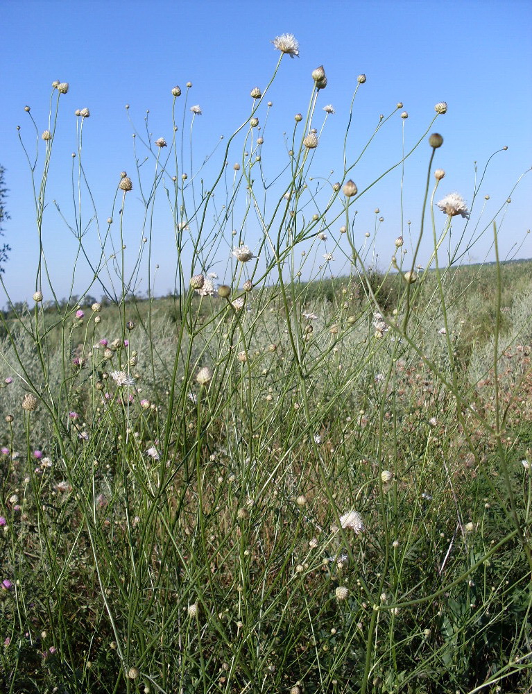 Image of Cephalaria transsylvanica specimen.