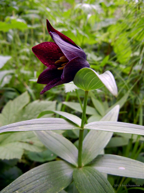 Изображение особи Fritillaria camschatcensis.