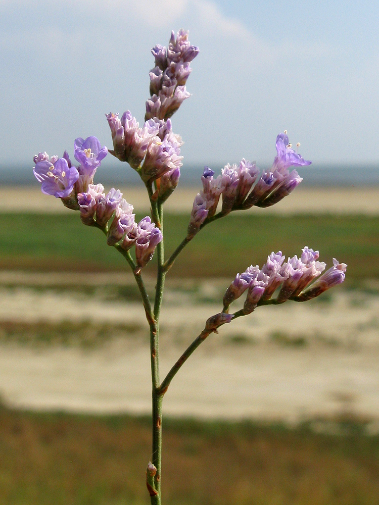 Изображение особи Limonium scoparium.