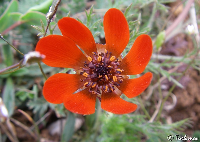 Image of Adonis flammea specimen.