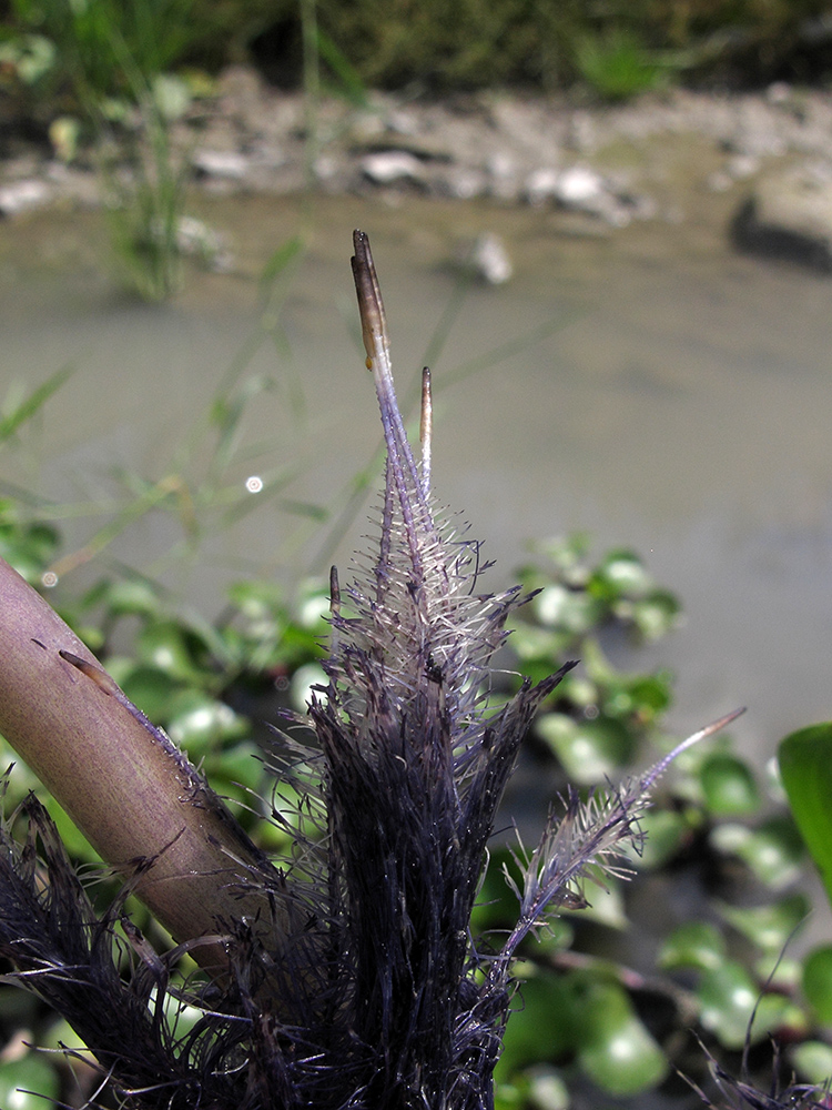 Изображение особи Eichhornia crassipes.