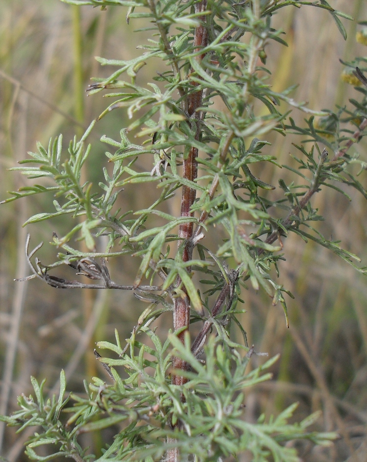 Image of Artemisia pontica specimen.