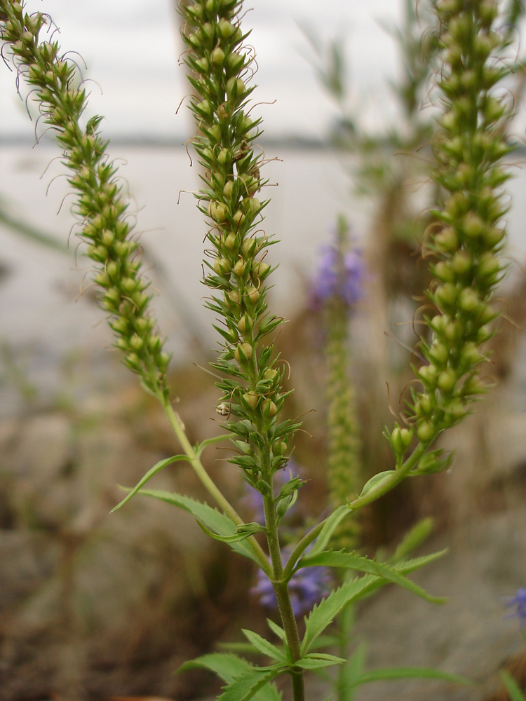 Image of Veronica spuria specimen.