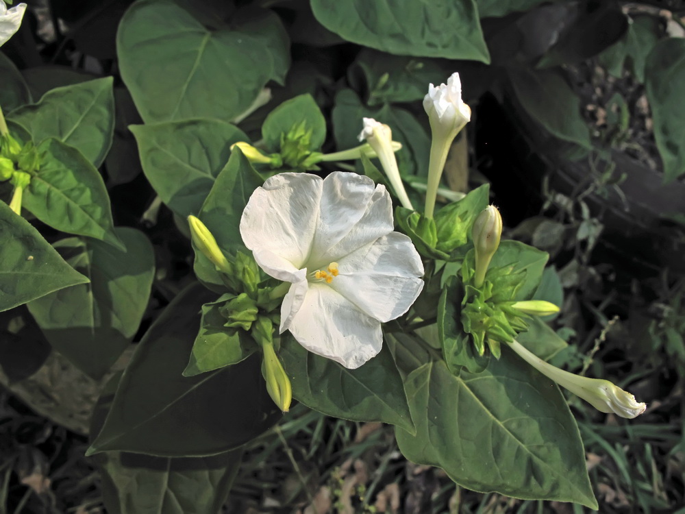 Изображение особи Mirabilis jalapa.