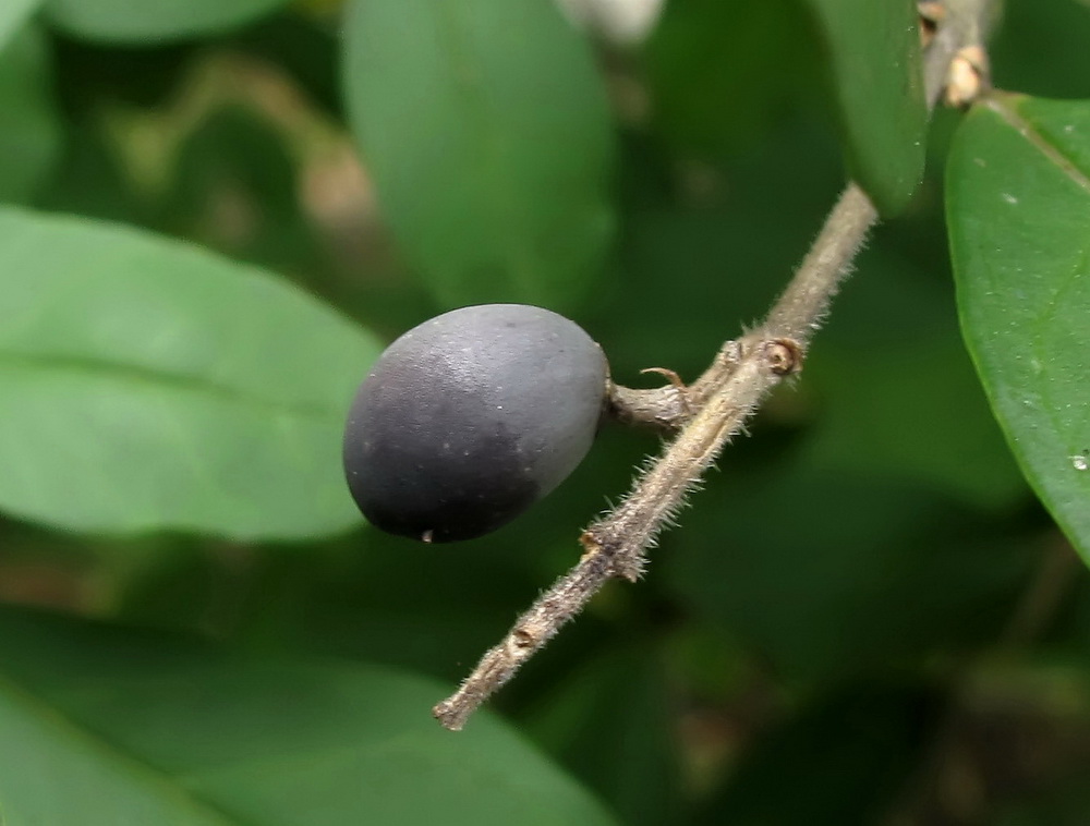 Image of Ligustrum yezoense specimen.