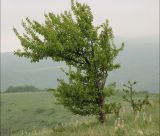 Pyrus caucasica. Взрослое дерево в горной степи. Черноморское побережье Кавказа, Геленджикский район, урочище Солдатский Бугор. 7 мая 2012 г.
