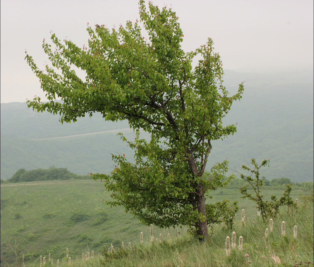 Изображение особи Pyrus caucasica.