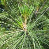 Pinus strobus