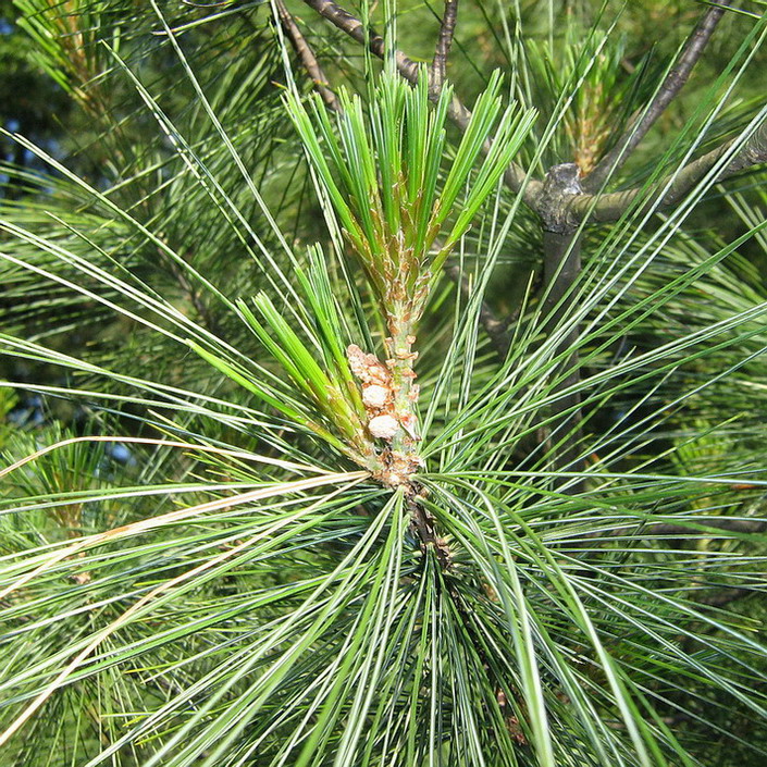 Изображение особи Pinus strobus.