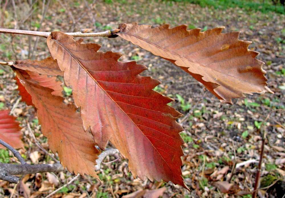Image of Quercus crispula specimen.