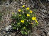 Potentilla arenosa. Цветущее растение в щебнистой тундре. Чукотский автономный округ, Анадырский р-н, окр. пос. Угольные Копи. 14 июня 2013 г.