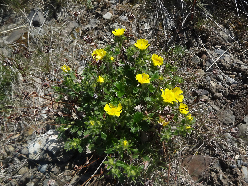 Image of Potentilla arenosa specimen.