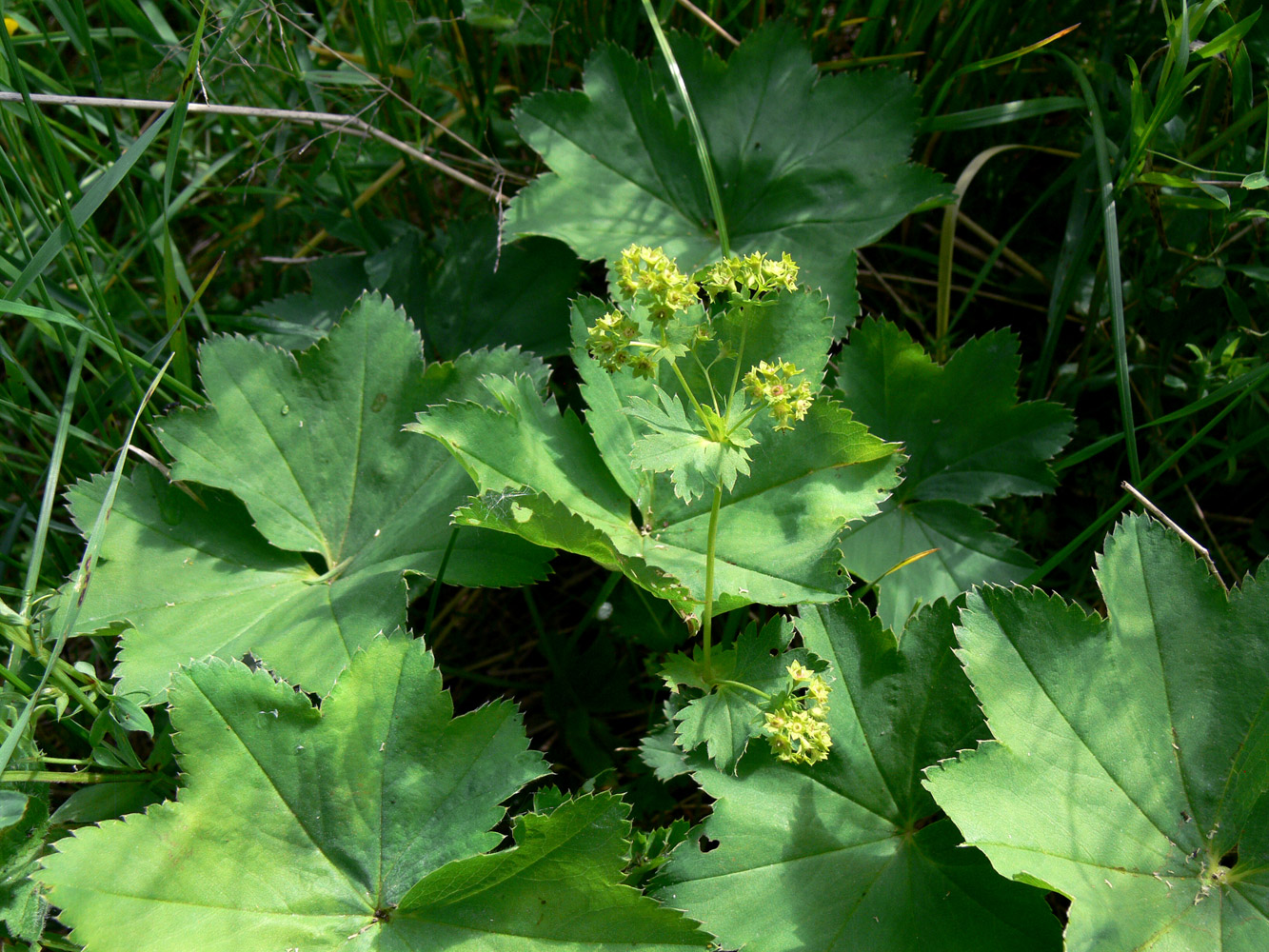 Изображение особи Alchemilla pycnoloba.