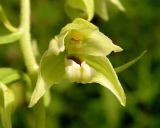 Epipactis papillosa