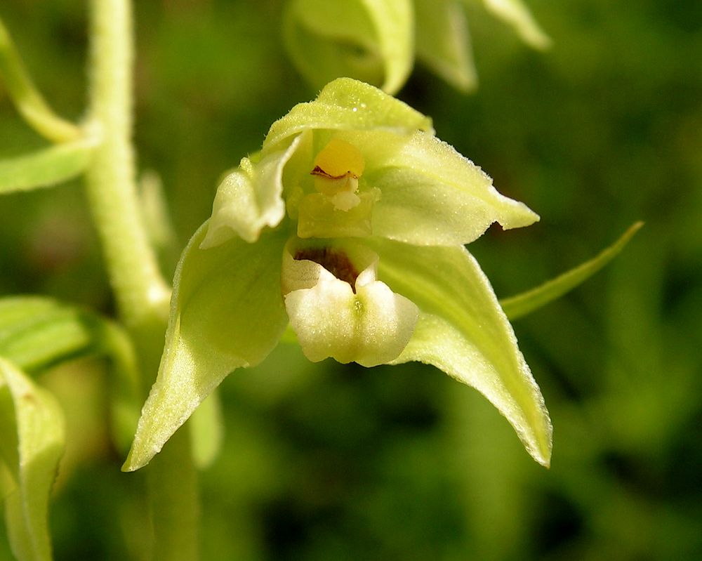 Image of Epipactis papillosa specimen.