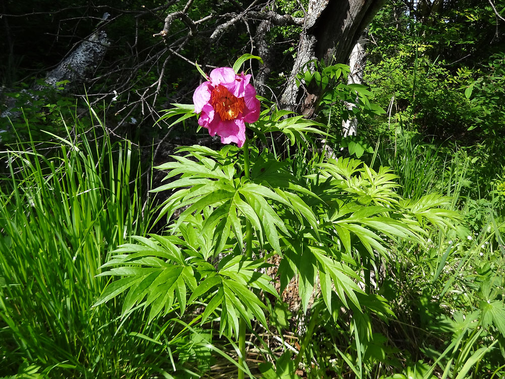 Image of Paeonia anomala specimen.