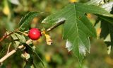 род Crataegus