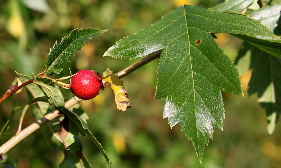 Image of genus Crataegus specimen.
