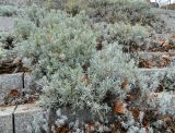 Lavandula angustifolia. Вегетирующие растения. Германия, г. Кёльн. Декабрь 2013 г.